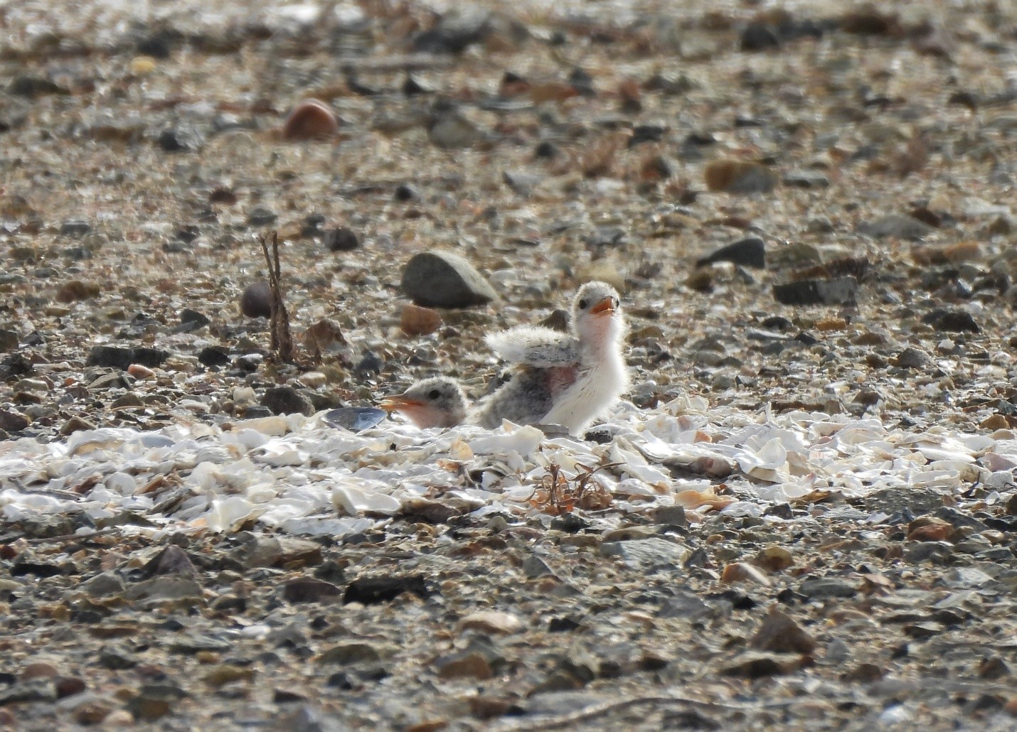 Tiny Birds, Big Impact: California Least Terns at SAN